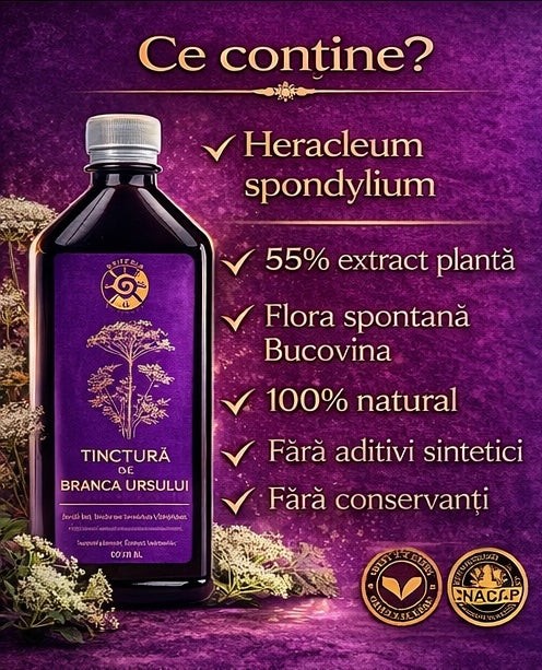 Tinctură de Brânca Ursului – Vitalitate, Fertilitate și Echilibru Hormonal | 500ml - Spiteria Vraciului